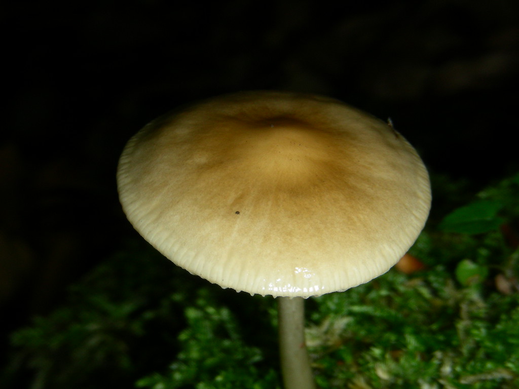 Polyporus sulphureus???